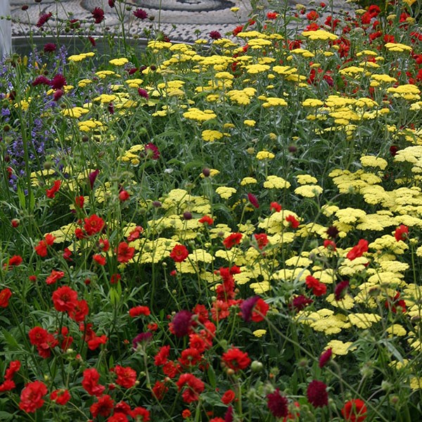 yarrow