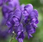 monkshood
