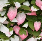 kolomikta vine