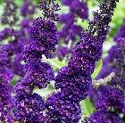 butterfly bush