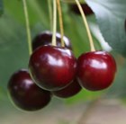 cherry