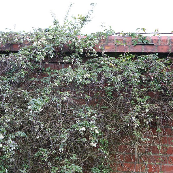 fern-leaved clematis (group 1)