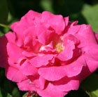 rose Zéphirine Drouhin (climbing bourbon)