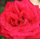 rose Ruby Wedding (hybrid tea)
