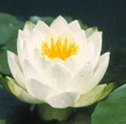 white water lily