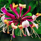 late Dutch honeysuckle