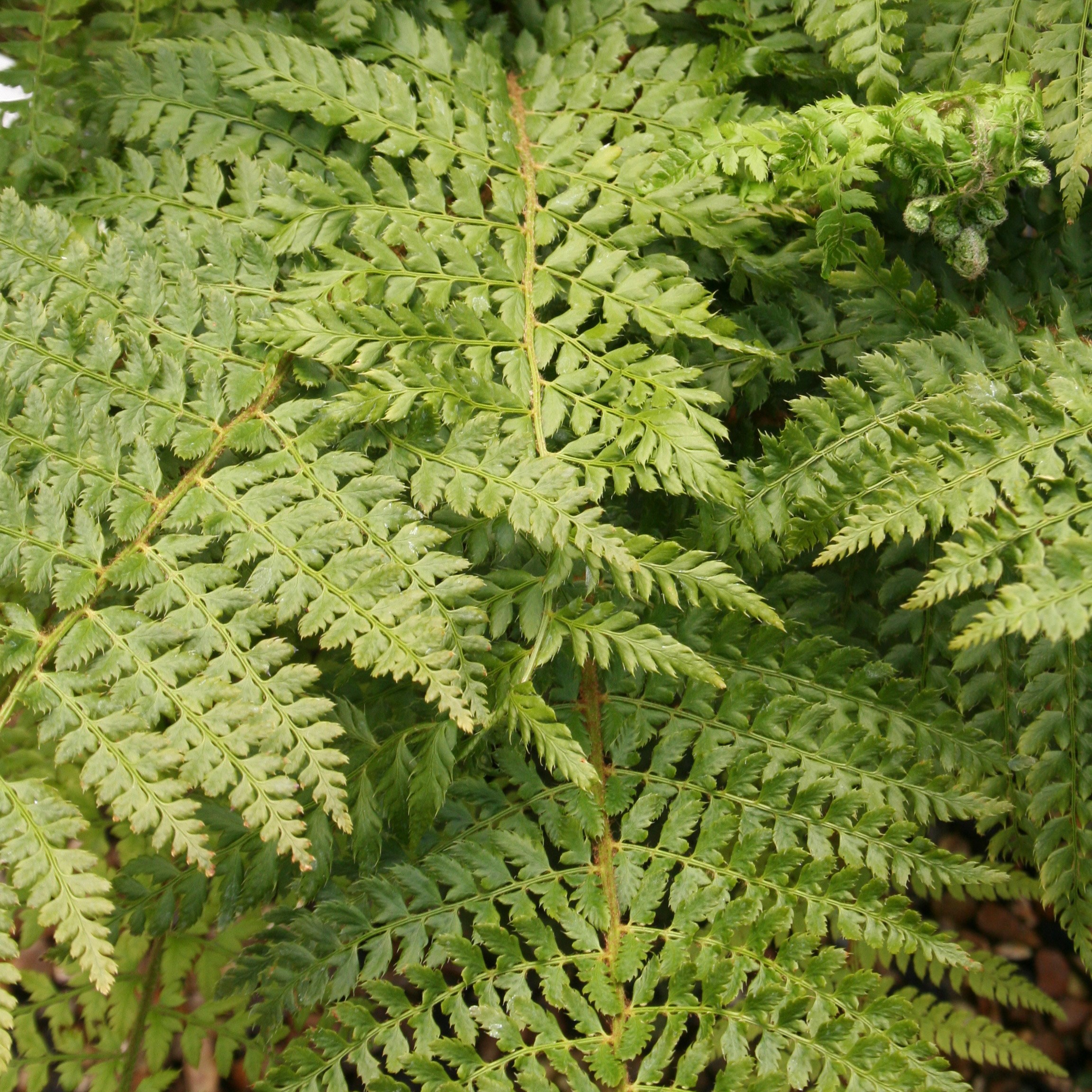 soft shield fern