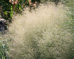 tufted hair grass  (syn. Golden Dew)