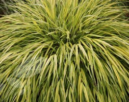 golden hakonechloa