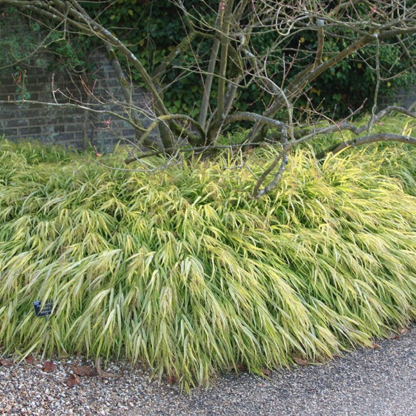 golden hakonechloa