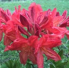 deciduous azalea