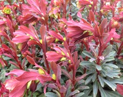 wood spurge