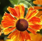 sneezeweed