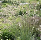 blue oat grass