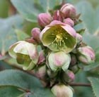 hellebore