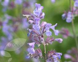 catmint