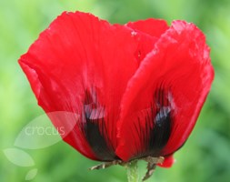 oriental poppy