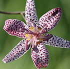 toad lily