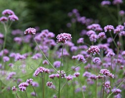 verbena