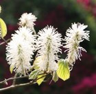 American wych hazel