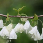 silver bell