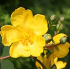 St. John's wort
