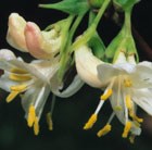 winter honeysuckle