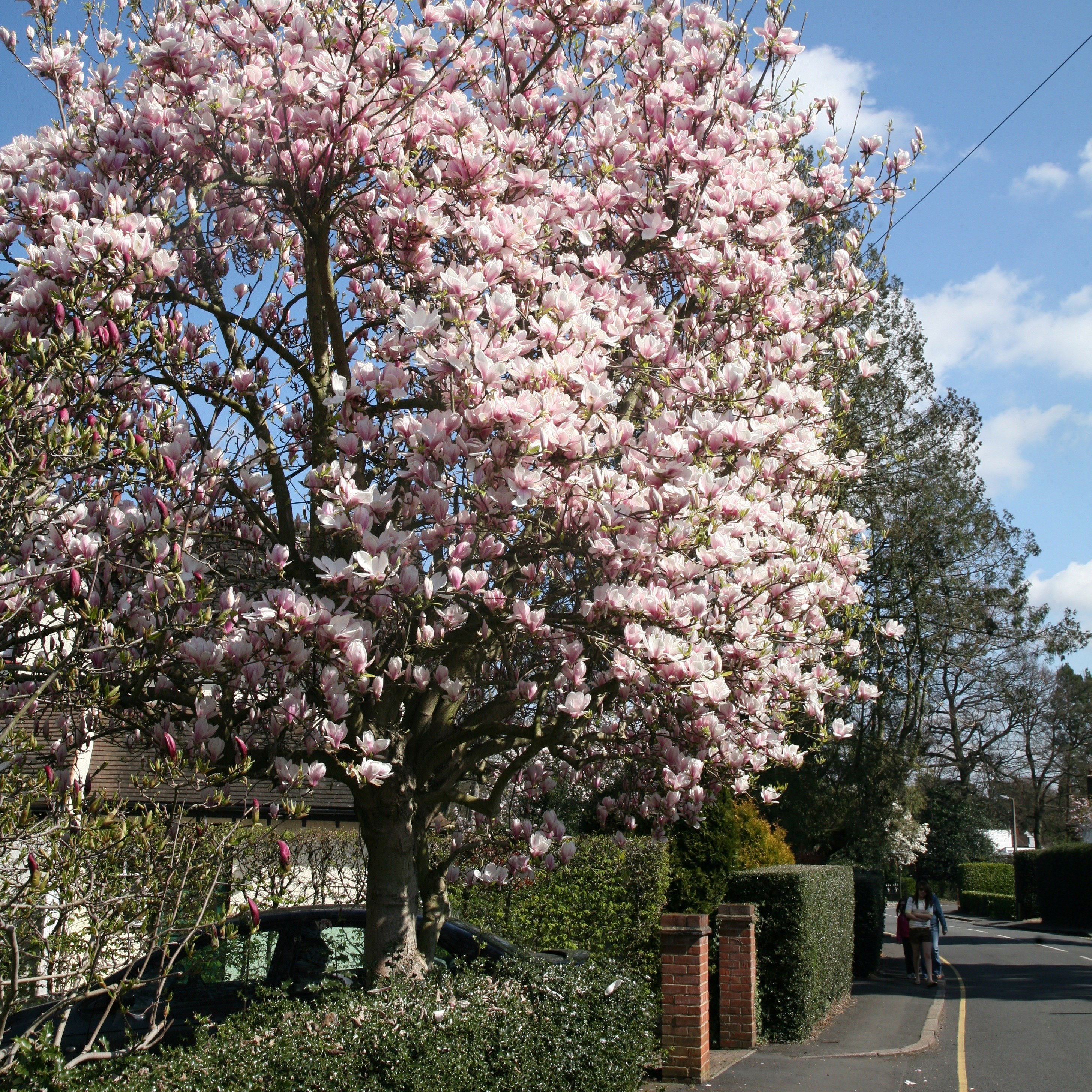 magnolia