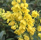 mahonia