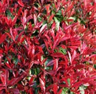 photinia