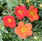 shrubby cinquefoil