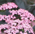black elder (syn. Black Beauty)