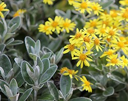 senecio