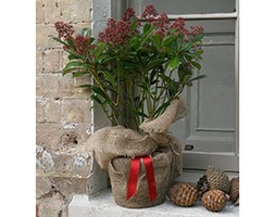 Japanese skimmia (male)