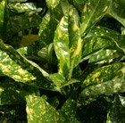 spotted laurel