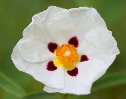 rock rose