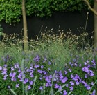 nest moor grass