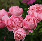 rose The Queen Elizabeth (floribunda)