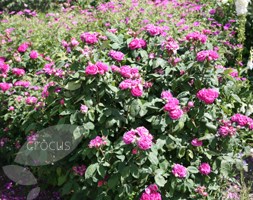 rose De Rescht (damask)