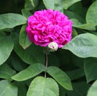 rose De Rescht (damask)