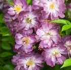 rose Veilchenblau (rambler)