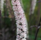 bugbane (syn. Cimicifuga)
