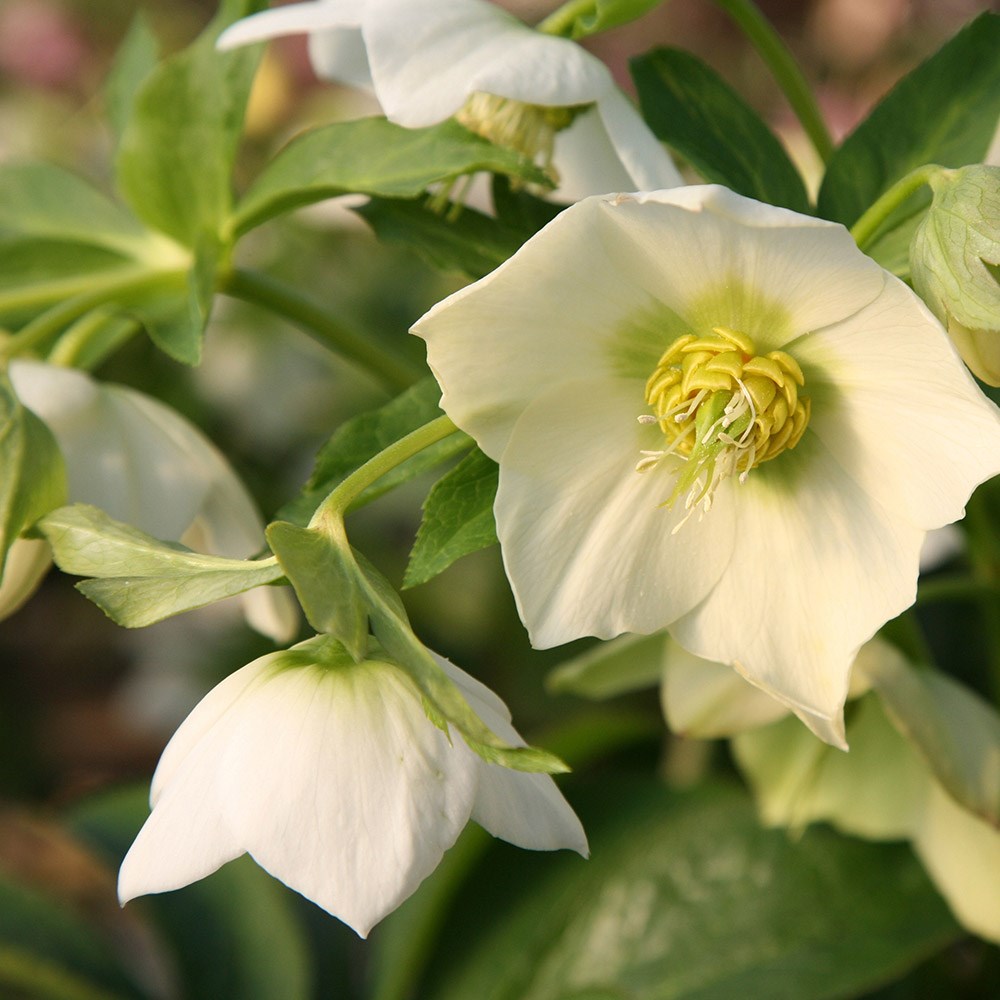 Lenten Rose hellebore