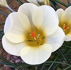 species crocus bulbs