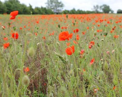 poppy field collection