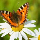 Roman chamomile