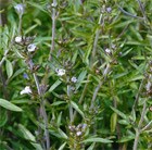 summer savory - organic