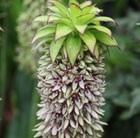 pineapple lily