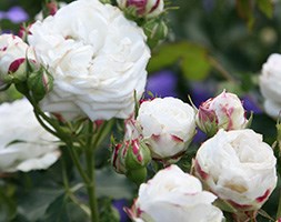 rose Boule de Neige (bourbon)