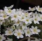clematis (Group 1)